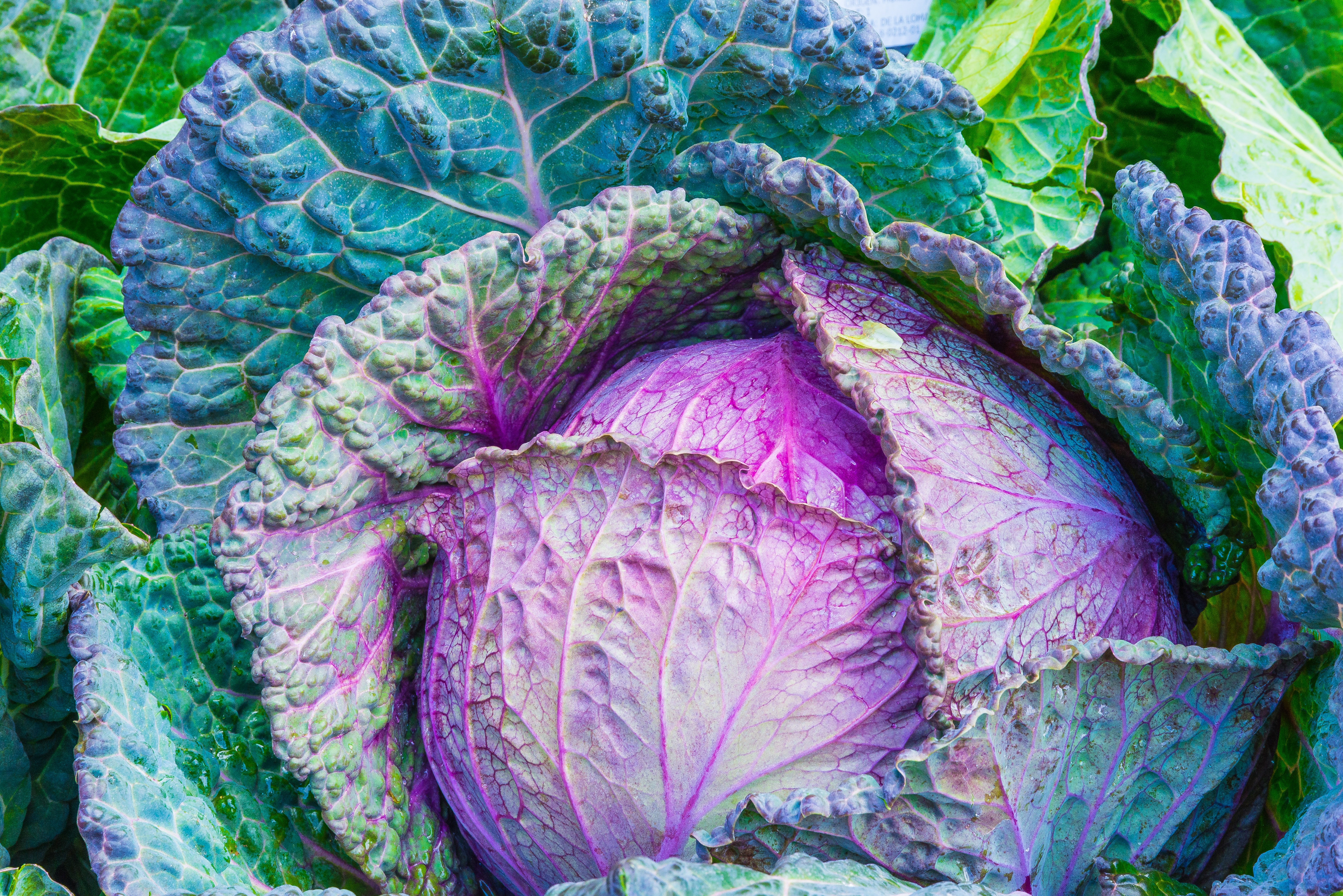 Cabbage under 50 calories